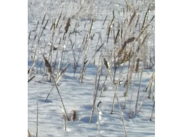 Iced cattails